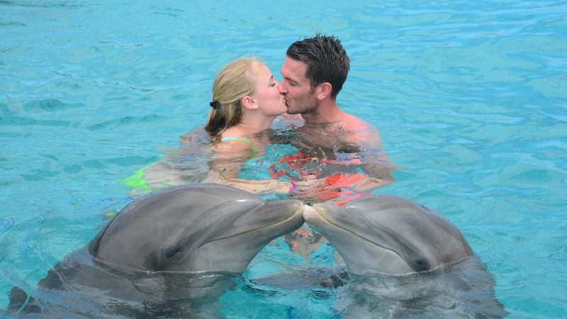 Dolfijnen op Curacao 8 dolphin swim kiss 800x450 1