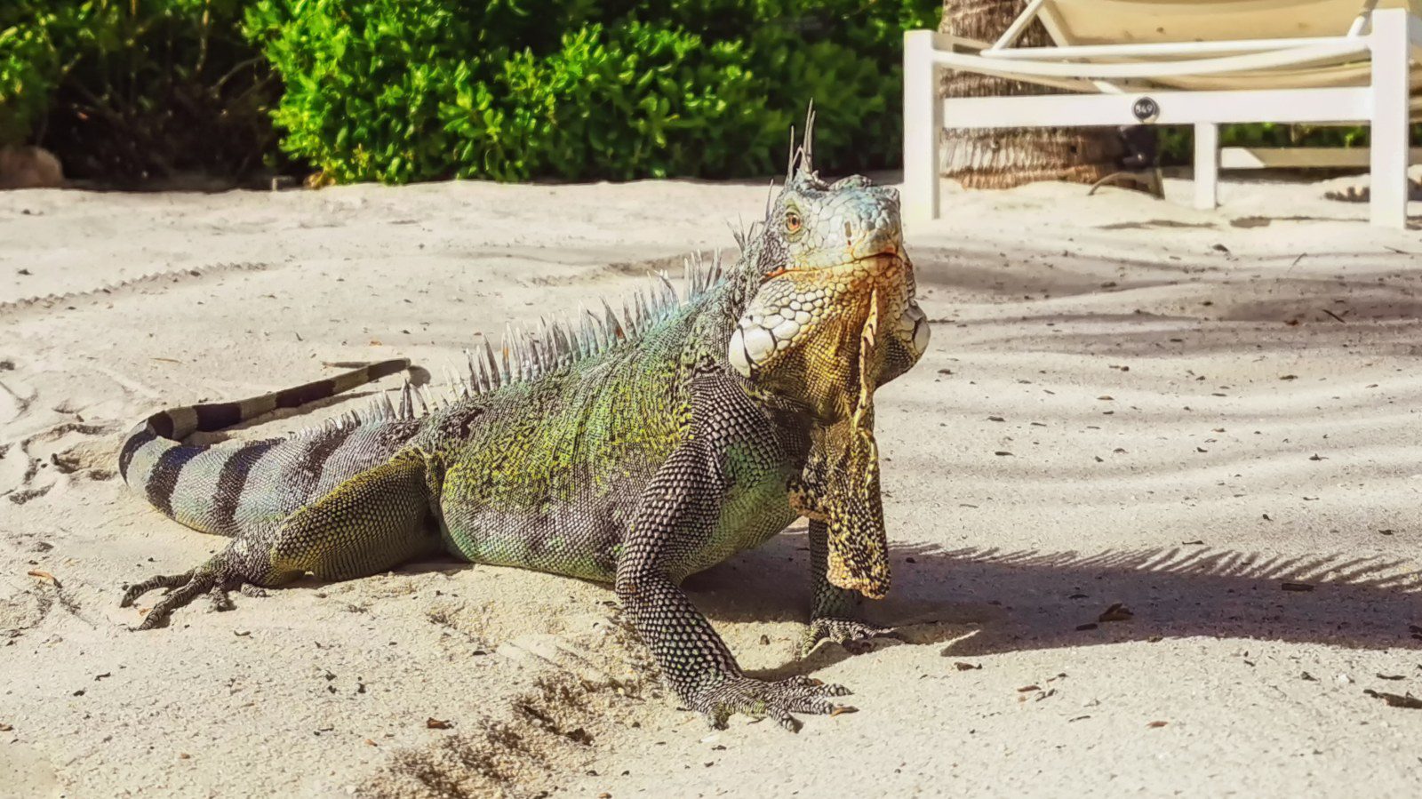 Spreekbeurt Curacao - info & feitjes 11 leguaan