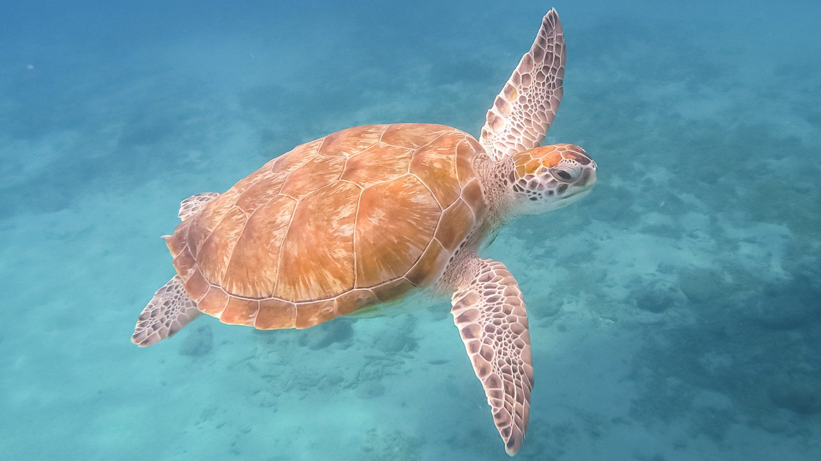 Spreekbeurt Curacao - info & feitjes 16 schidpad curacao