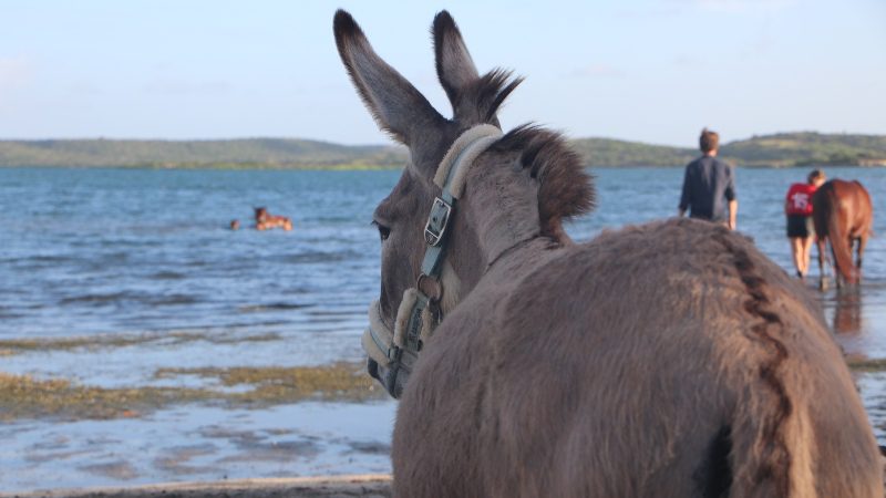 Zwemmen met paarden 5 zwemmen met paarden ezels 800x450 1