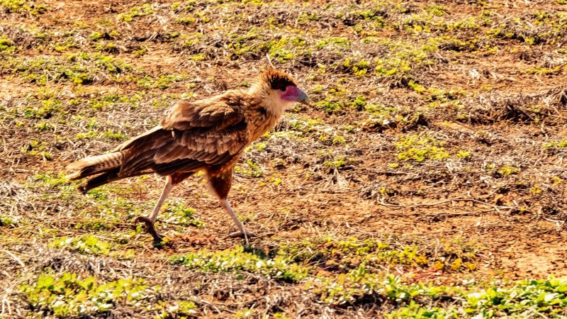Boot & Buggy Trip 8 boot buggy tour curacao banda abou wara wara 800x450 1