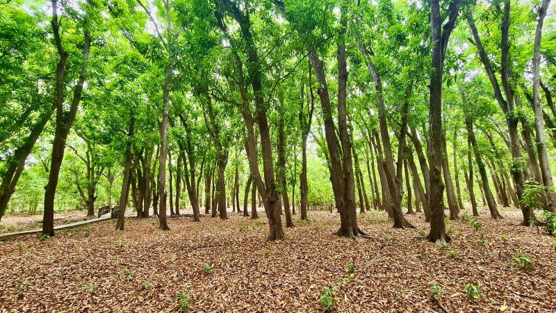 Hofi Mango 11 Curacao Hofi Mango mangobos 800x450 1