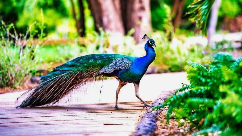 Hofi Mango 12 Hofi Mango Curacao pauw 800x450 1