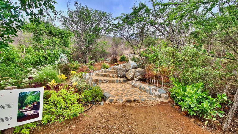 Hofi Mango 7 Hofi Mango Curacao stairway to heaven 800x450 1