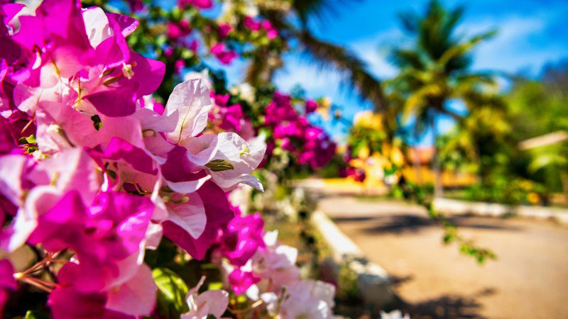 Hofi Mango 17 Hofi Mango curacao bloemen 800x450 1