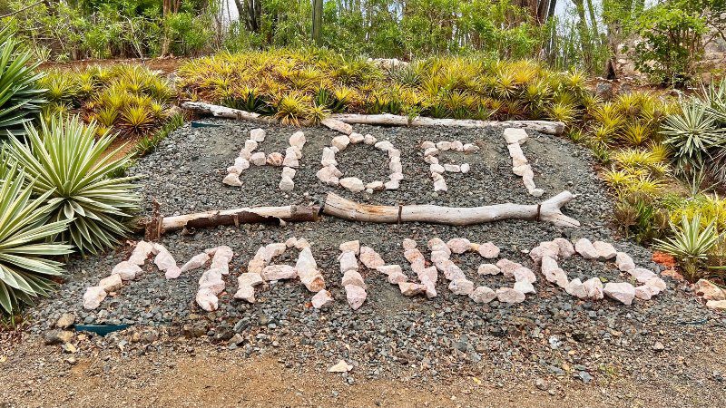 Hofi Mango 4 Hofi mango entree curacao jandino 800x450 1