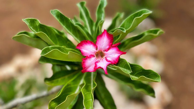 Hofi Mango 6 hofi mango curacao cactusbos 800x450 1