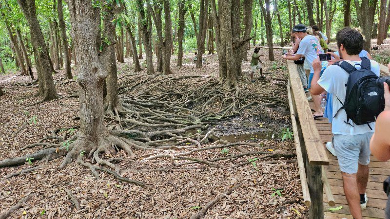 Hofi Mango 9 hofi mango mangobos curacao 800x450 1