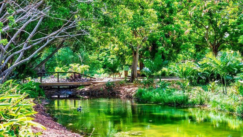 Hofi Mango 19 hofi mango water palm garden 800x450 1