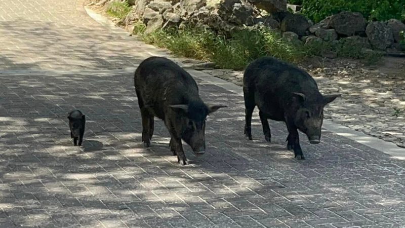 Stranden: Porto Mari 6 Varkens Porto Marie 800x450 1