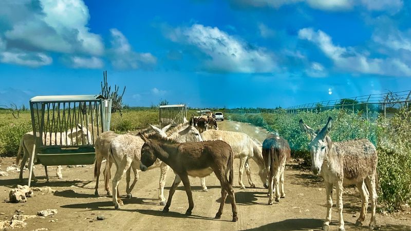Van Curaçao naar Bonaire 7 Bonaire ezels 800x450 1
