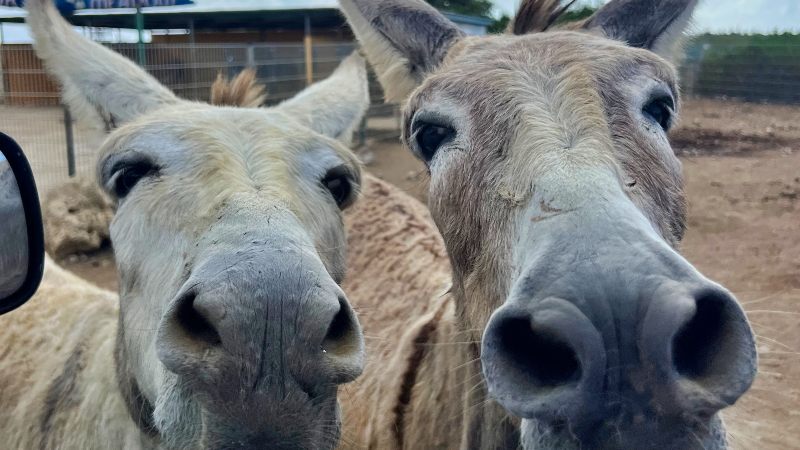 Van Curaçao naar Bonaire 9 Bonaire ezels vanuit raam 800x450 1